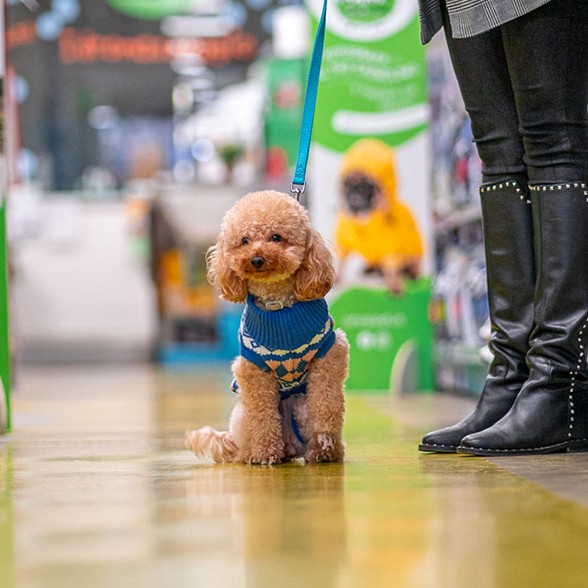 Cane di taglia piccola indossa cappottino per cane del nostro negozio di animali a Lodi.