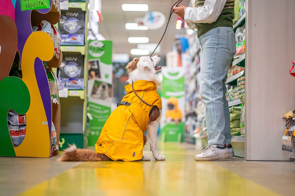 Cane di taglia grossa indossa impermeabile per cane del nostro pet store a Lodi.