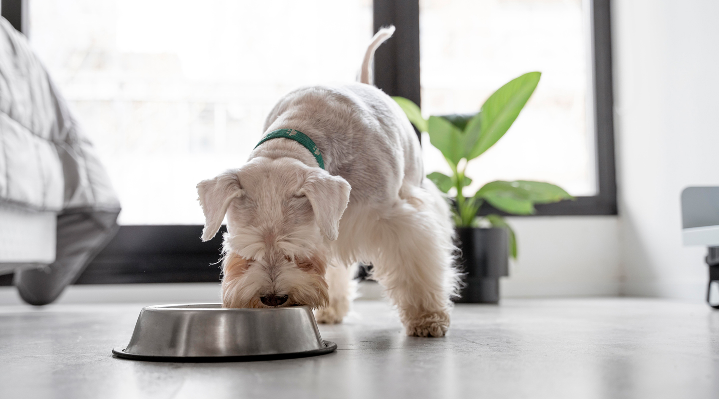 Alimentazione cane e gatto - L'Arca di Noè, vendita cibo secco e umido cane e gatto Lodi e provincia