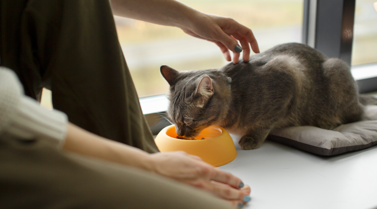Alimentazione per cani e gatti - L'Arca di Noè, vendita cibo secco e umido cane e gatto Lodi e provincia