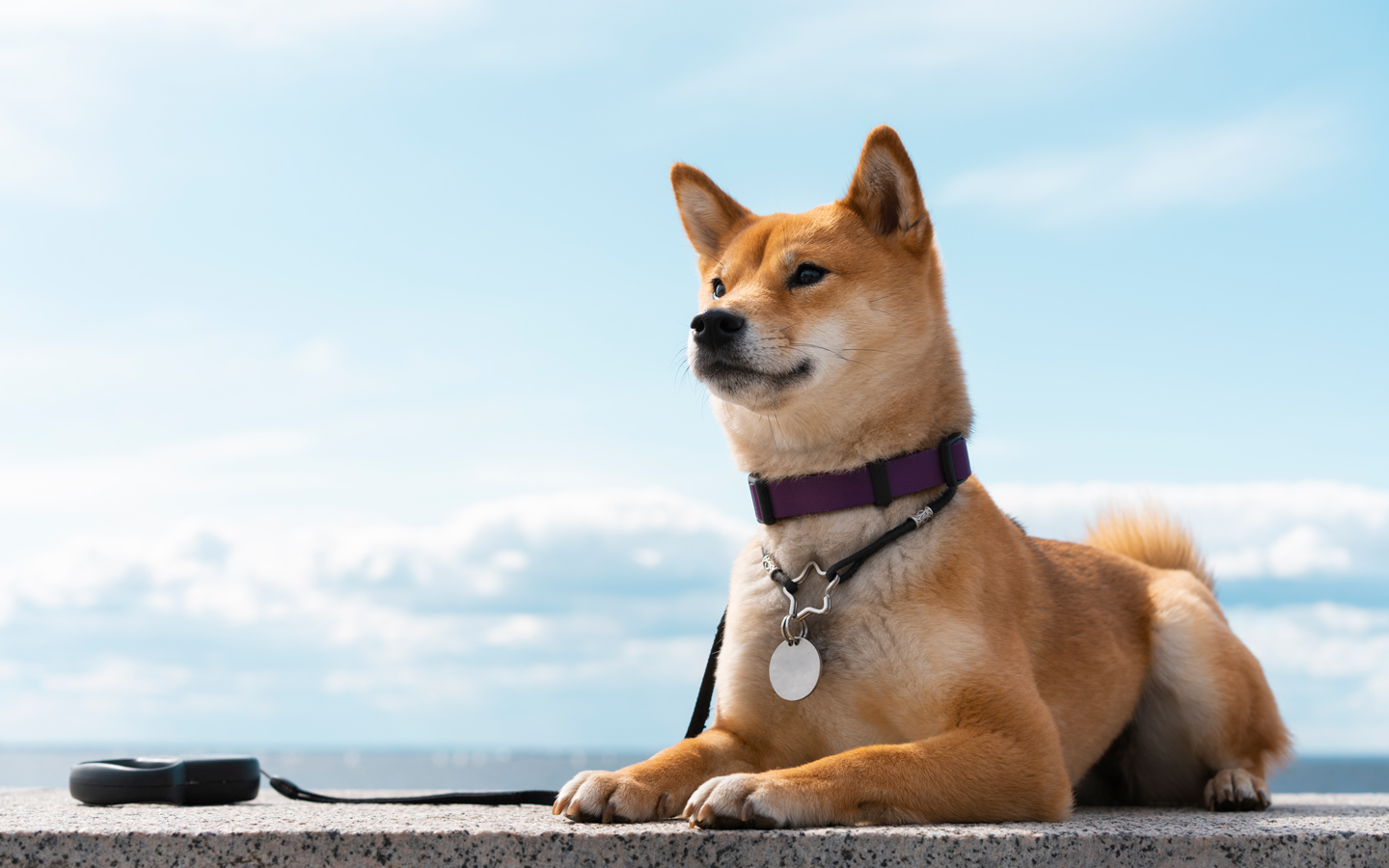 Medagliette personalizzate per cani e gatti