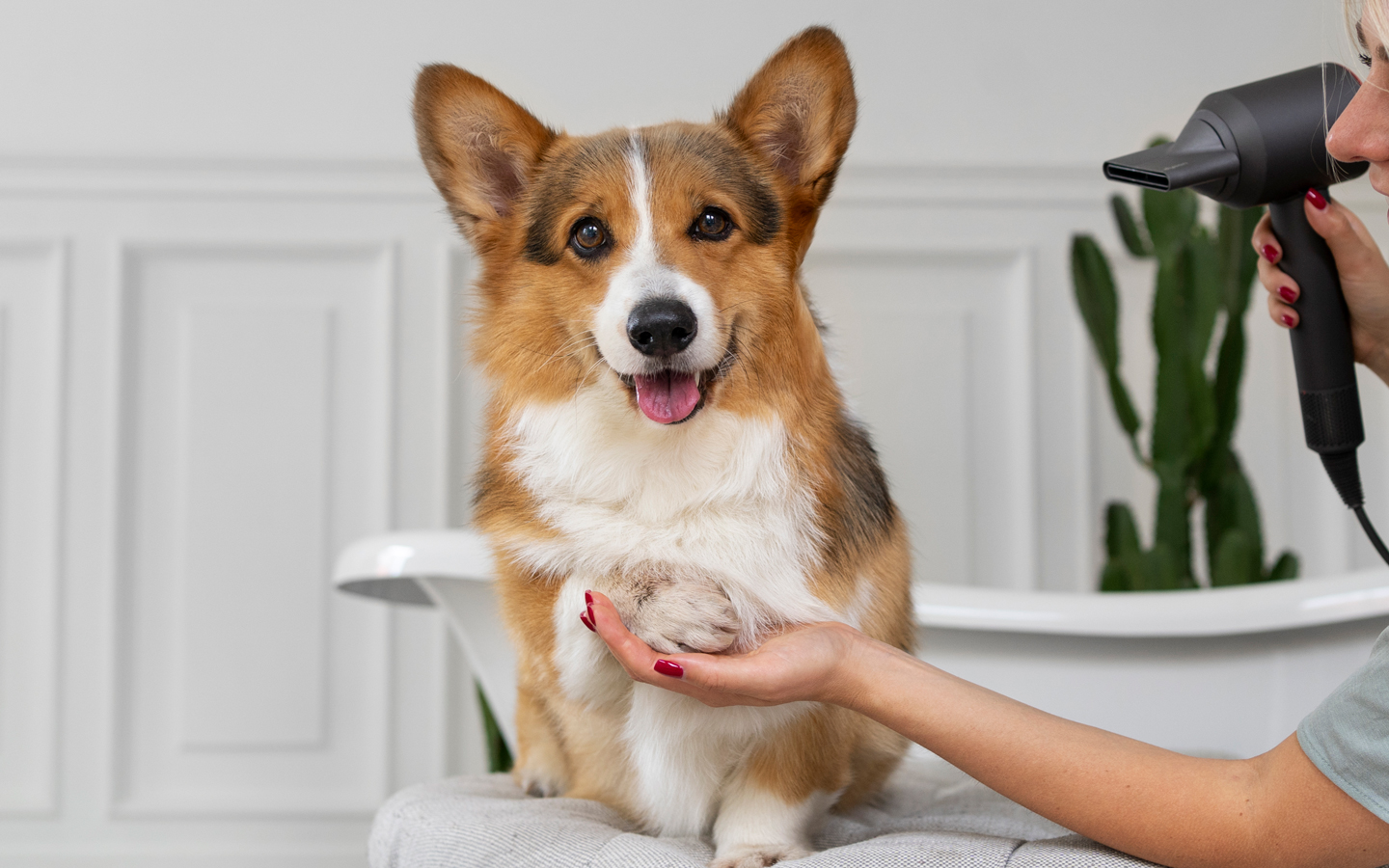 L'Arca di Noè - Toelettare il cane in estate: asciugatura del manto