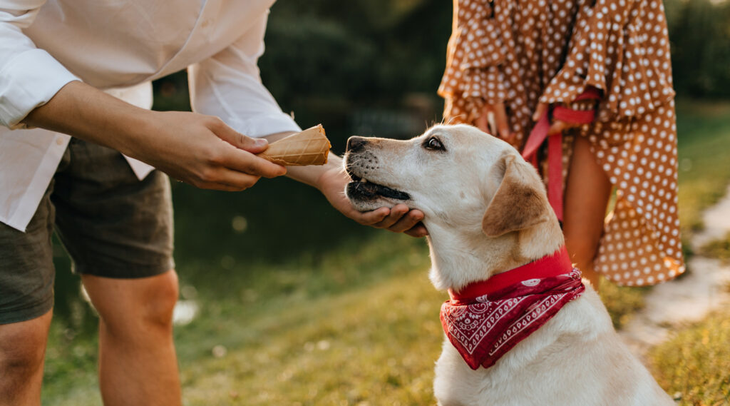 L'Arca di Noè - Vendita accessori estivi per cani a Lodi e provincia