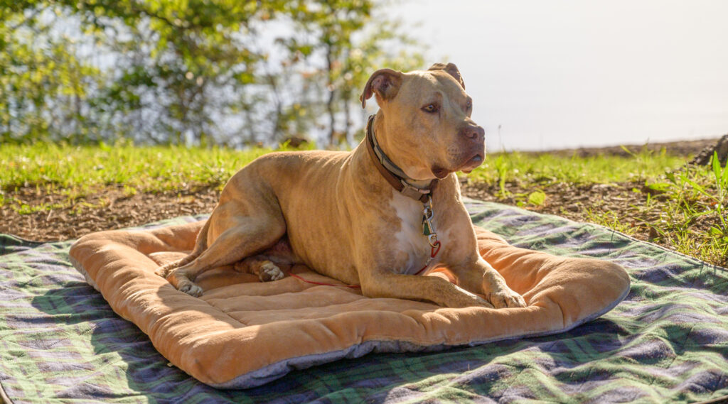 L'Arca di Noè - Vendita accessori estivi per cani a Lodi e provincia