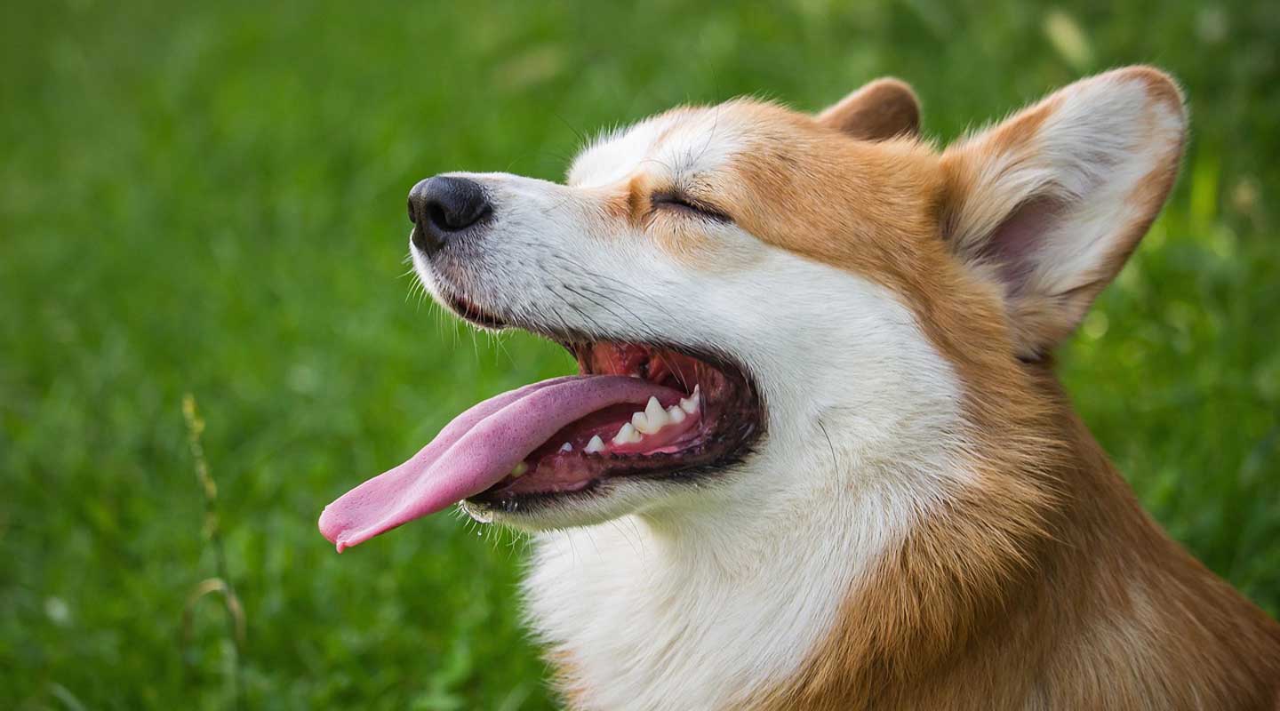 L'Arca di Noè - Come capire se il cane soffre il caldo estivo
