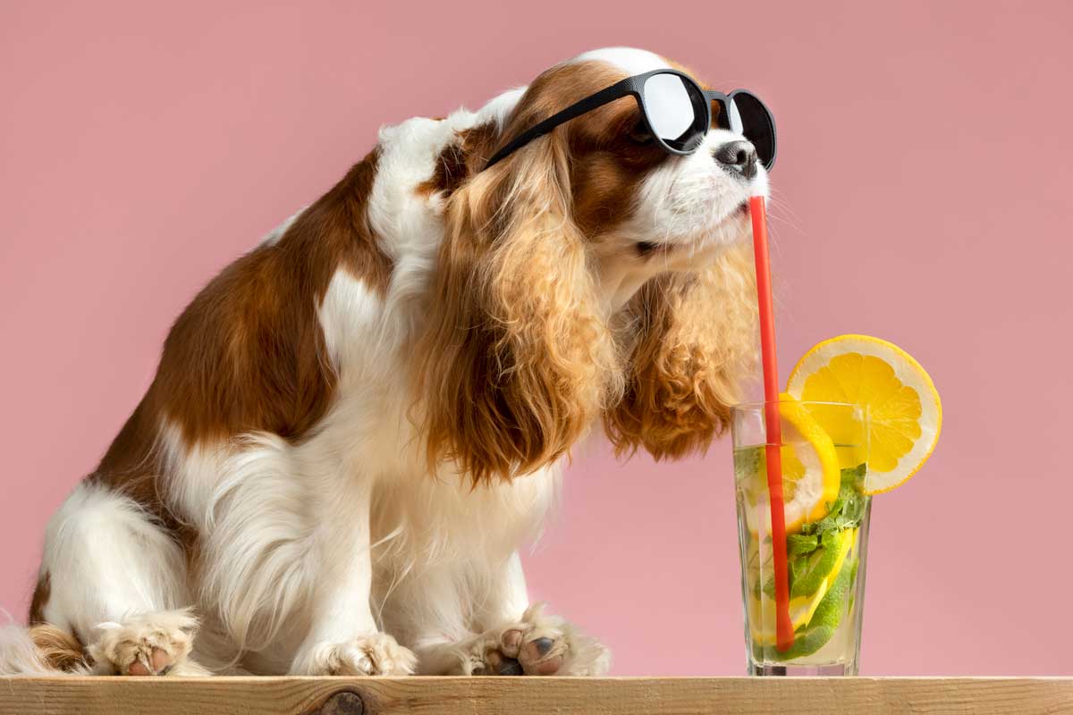L'Arca di Noè - Pet store specializzato nella vendita accessorie stivi per cani a Lodi e provincia