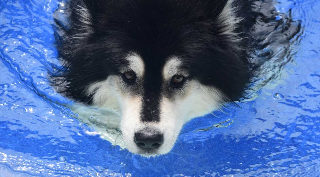 L'Arca di Noè - Vendita salvagenti e materassini per cani a Lodi e provincia