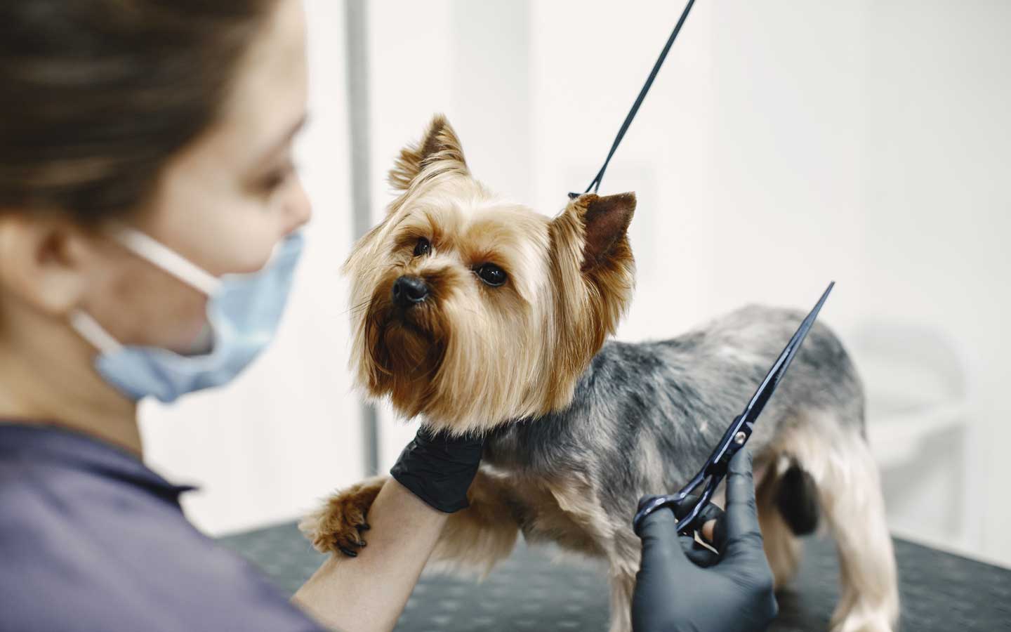 L'Arca di Noè - Toelettatura professionale per perdita pelo cane e gatto in autunno