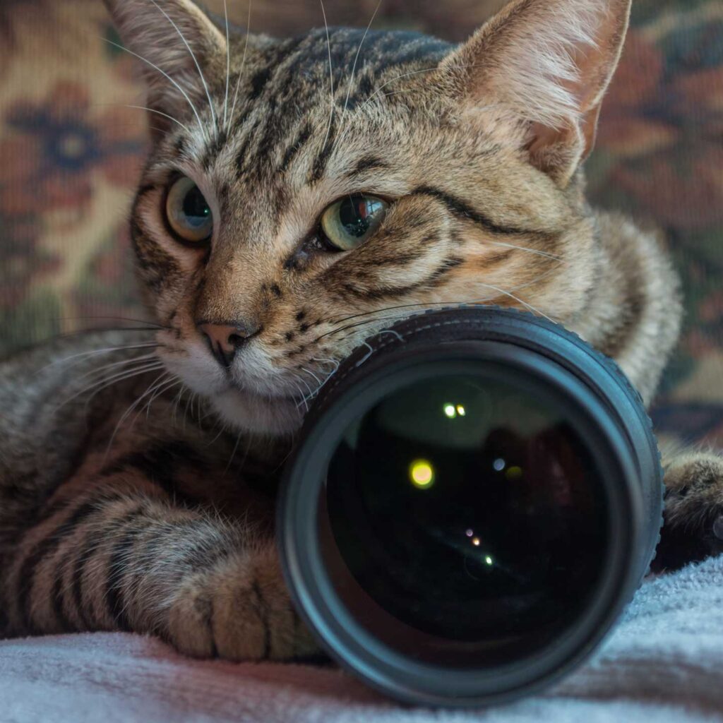 L'Arca di Noè - VI Edizione del Concorso Fotografico "Il Mio Pet" a Lodi