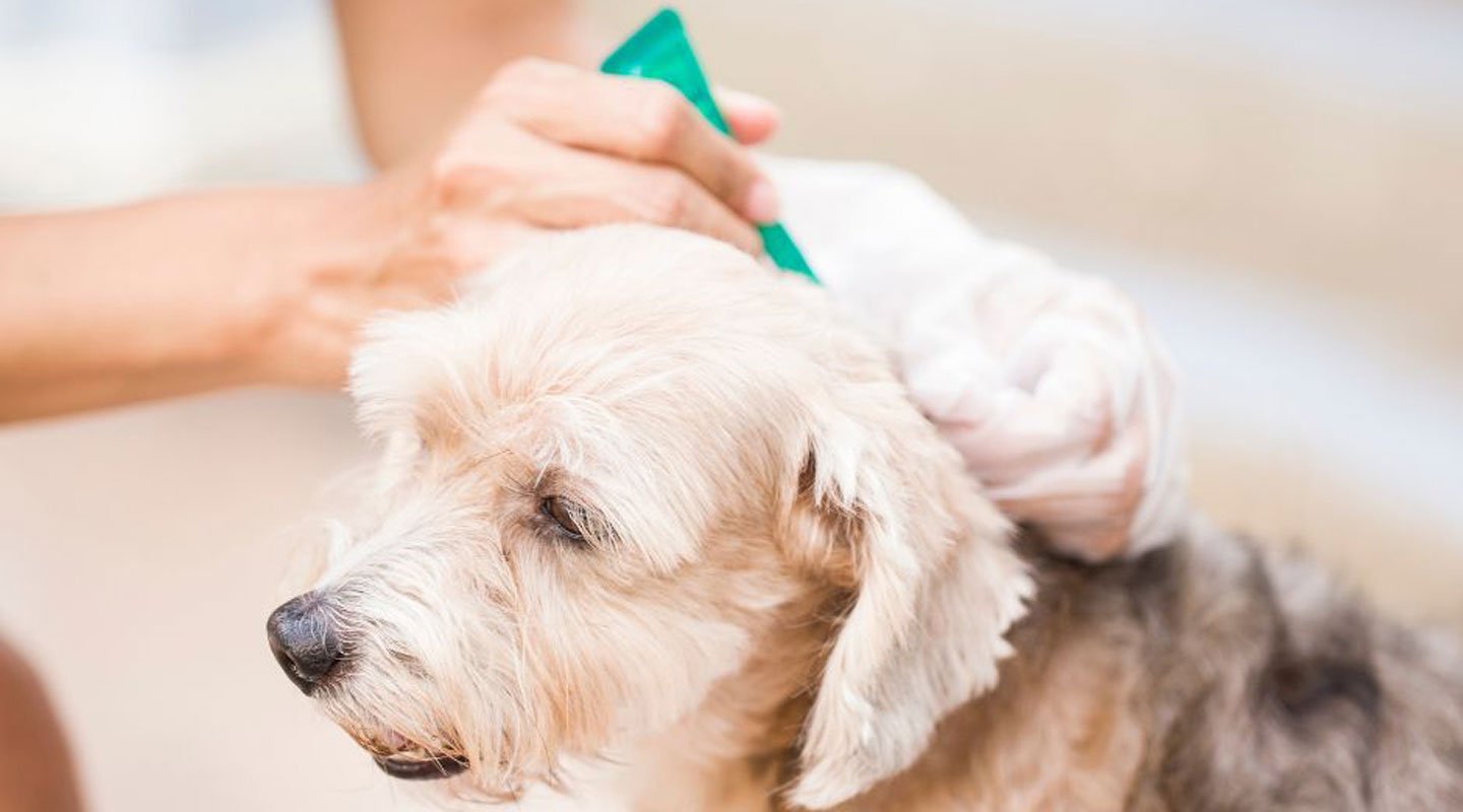 L'Arca di Noè - Antiparassitari cane e gatto per prepararsi alla primavera