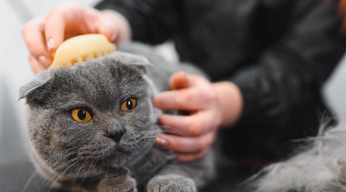 arca lodi toelettatura gatti