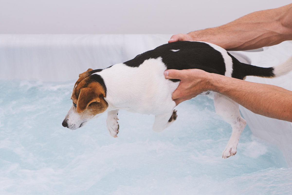 arca lodi: idromassaggio cani