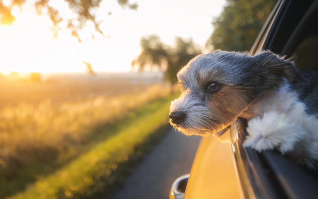 arca di lodi vacanze con il pet