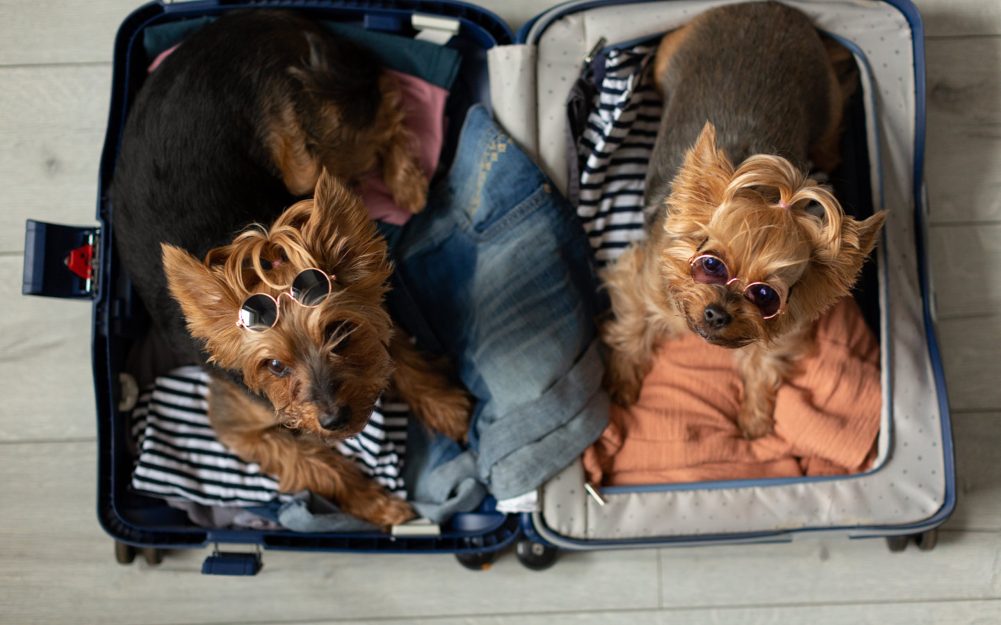 arca di lodi vacanza con il pet