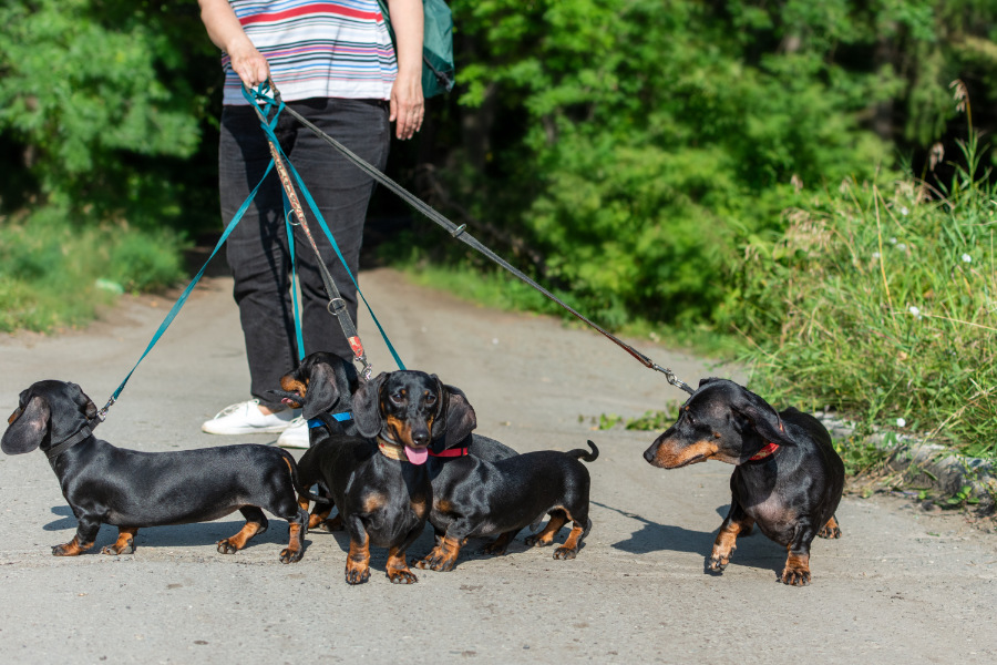 pensione per cani arca di noe