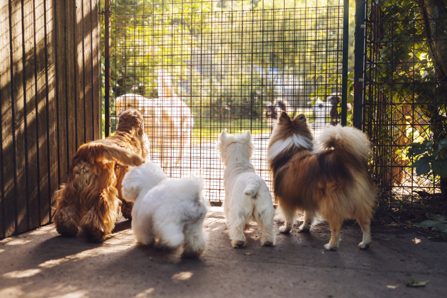 pensione per cani arca di noe
