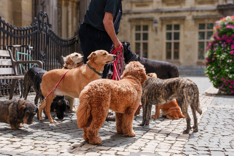 pensione per cani arca di noe