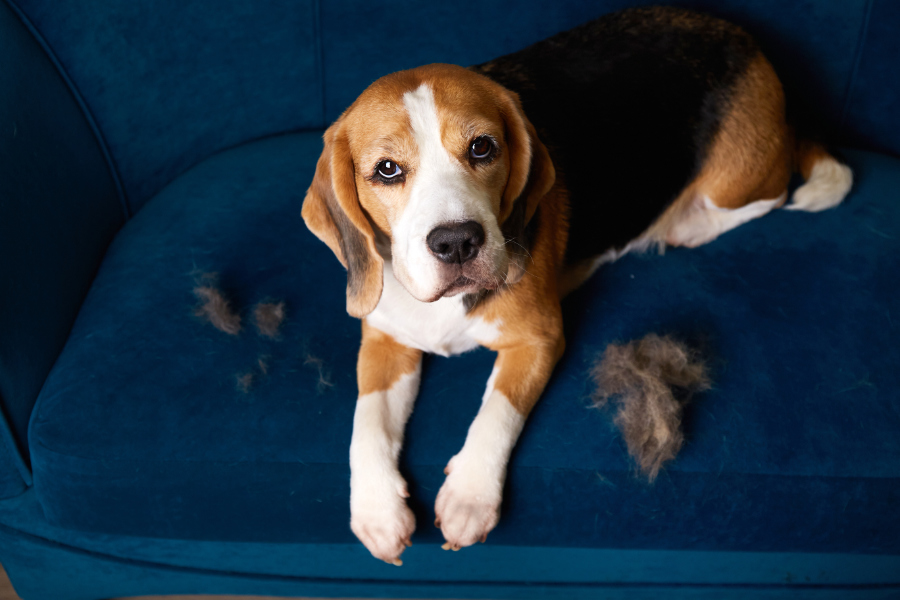 muta stagionale del cane arca di noe