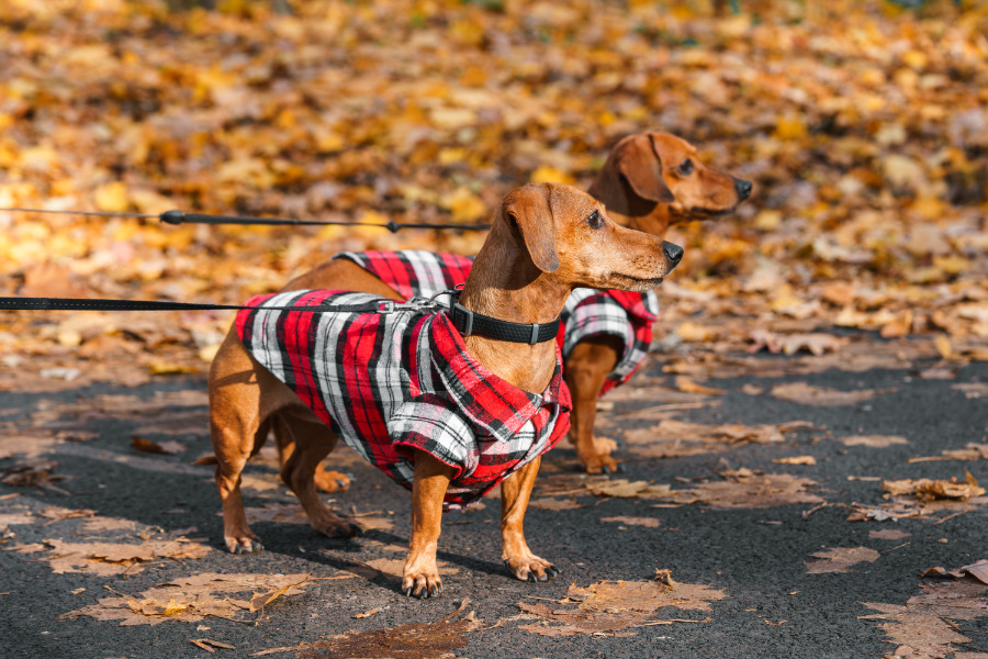 accessori invernali per cani arca di lodi