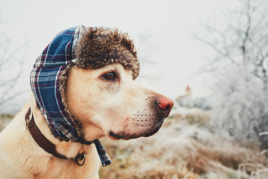 accessori invernali per cani arca di lodi